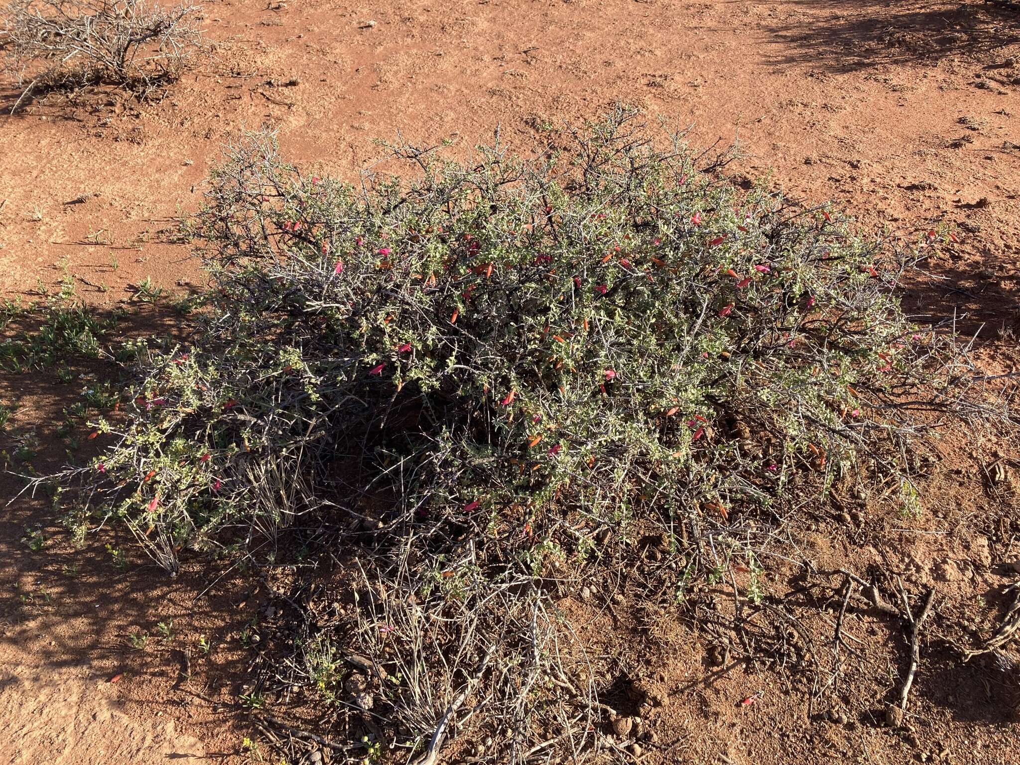 Imagem de Eremophila maculata (Ker-Gawler) F. Muell.