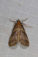 صورة Lophoptera tripartita Swinhoe 1902