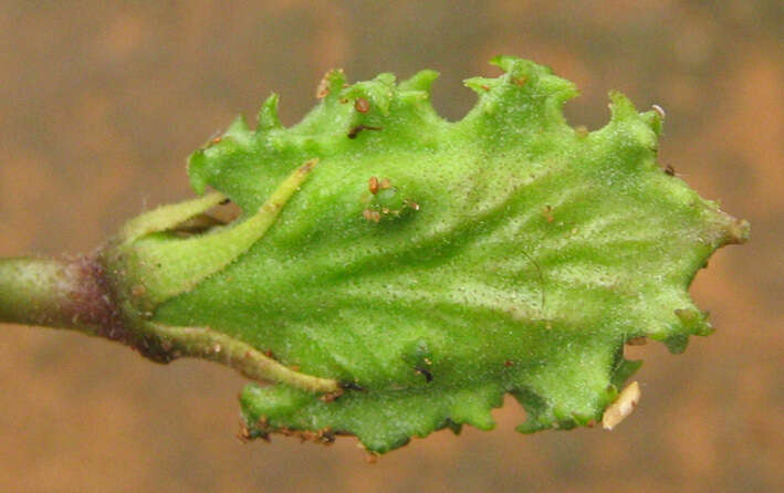 Image of Devil's claw