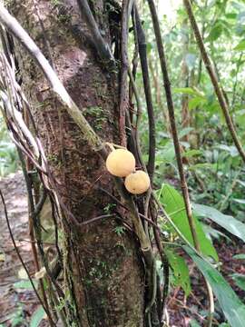 Imagem de Mortoniodendron cauliflorum Al. Rodr.