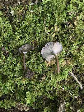 Image of Pseudocraterellus calyculus (Berk. & M. A. Curtis) D. A. Reid 1962