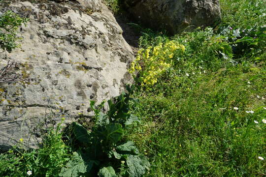 Image of Verbascum pyramidatum Bieb.