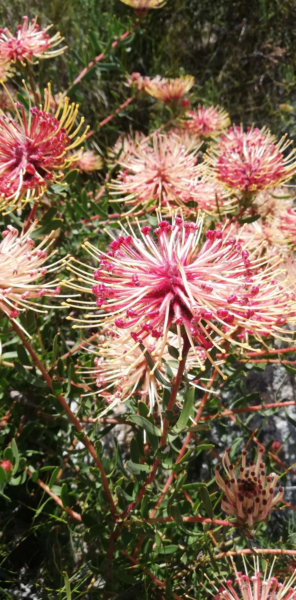 Plancia ëd Leucospermum tottum (L.) R. Br.