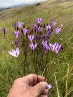 Image of long-ray brodiaea