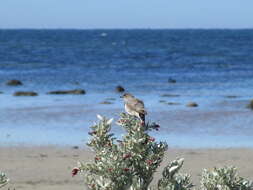 Image of White-fronted Chat