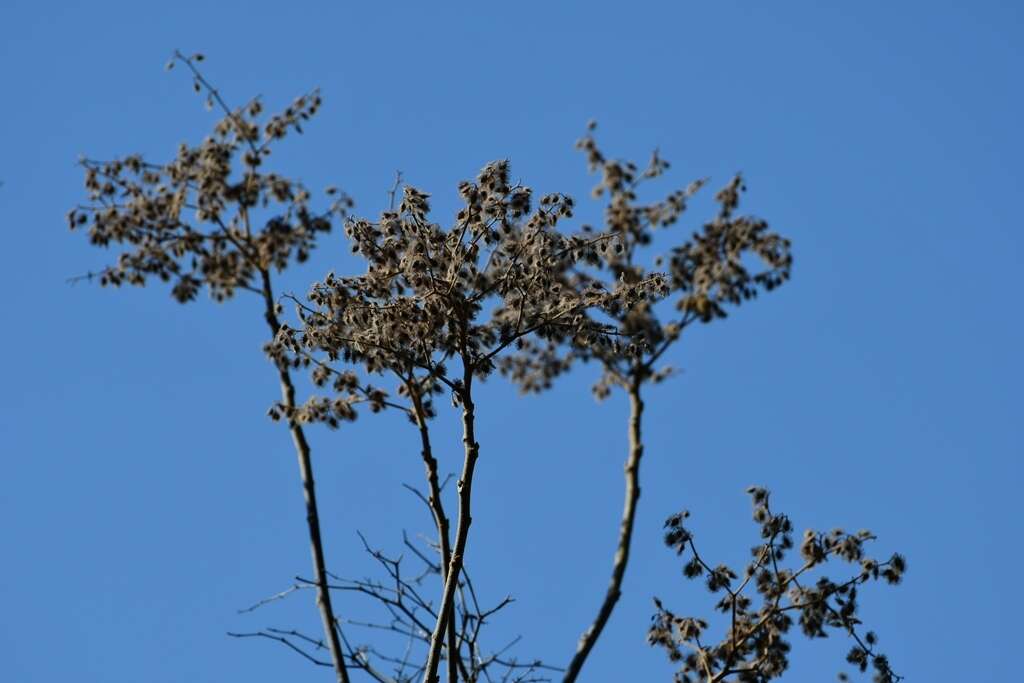 Image of Heliocarpus terebinthinaceus (DC.) Hochr.