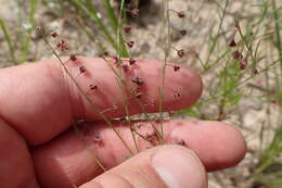 Image of San Saba pinweed