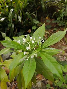 Image de Rauvolfia verticillata (Lour.) Baill.