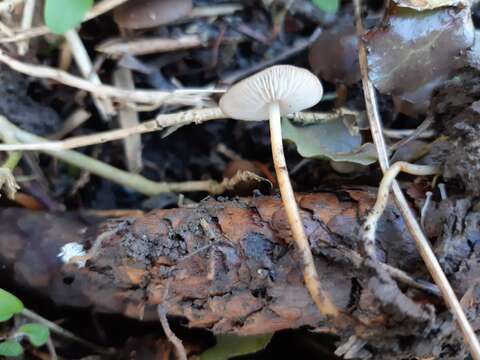 Image of sprucecone cap