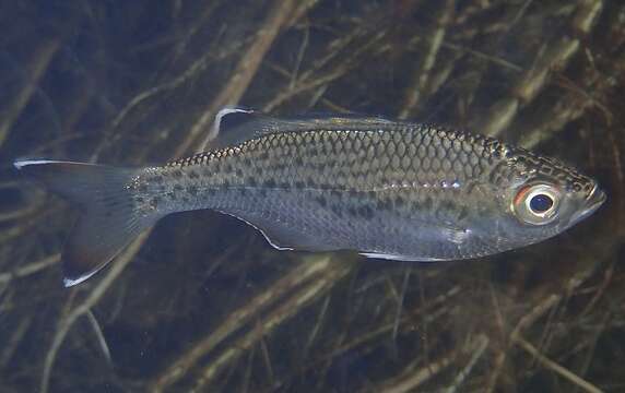 Image of Silver Flagtail