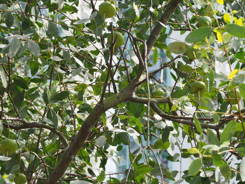 Слика од Sonneratia caseolaris (L.) A. Engl.