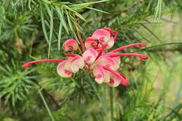 Image of Grevillea rosmarinifolia A. Cunn.