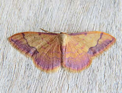 صورة Idaea ostrinaria