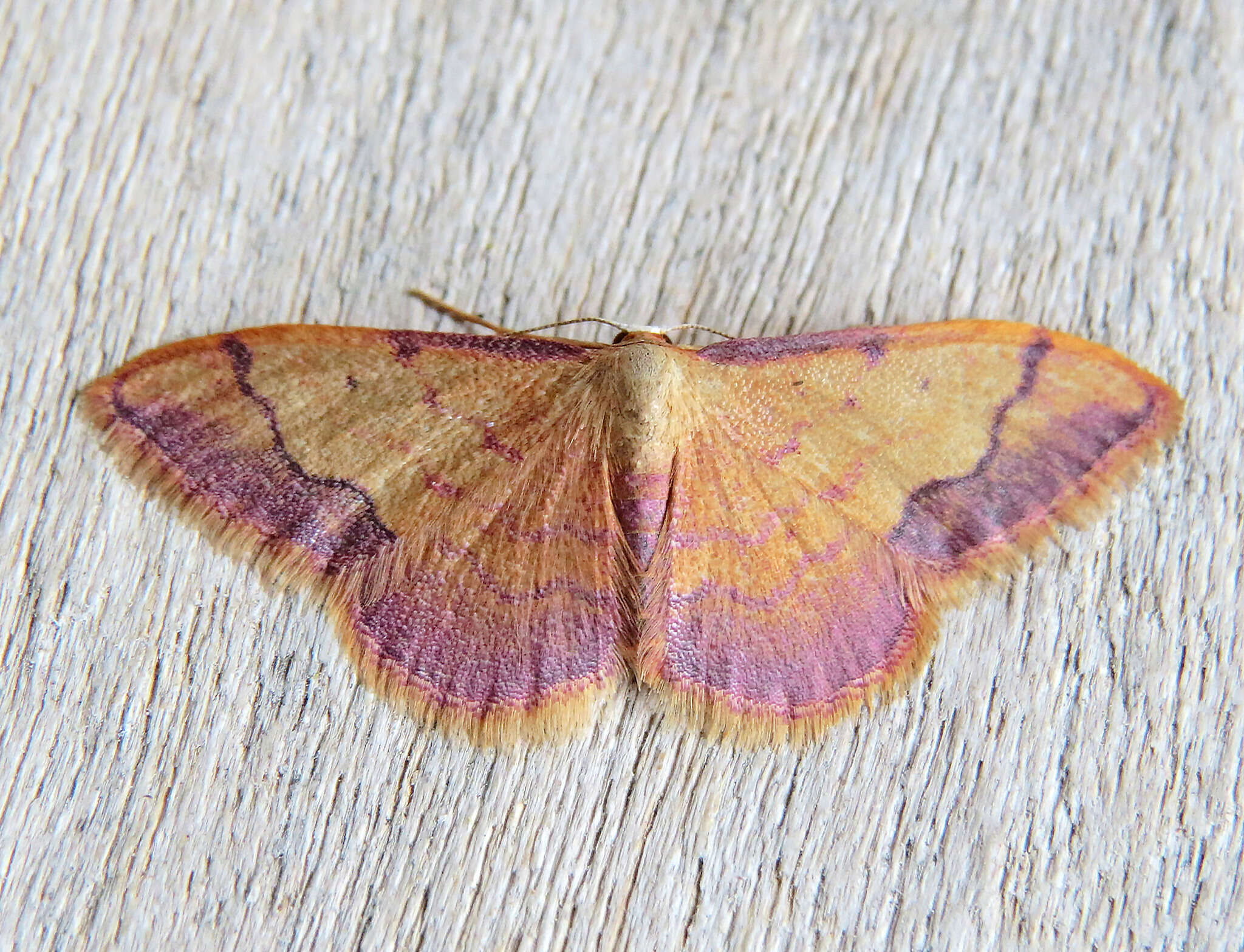 Image de Idaea ostrinaria