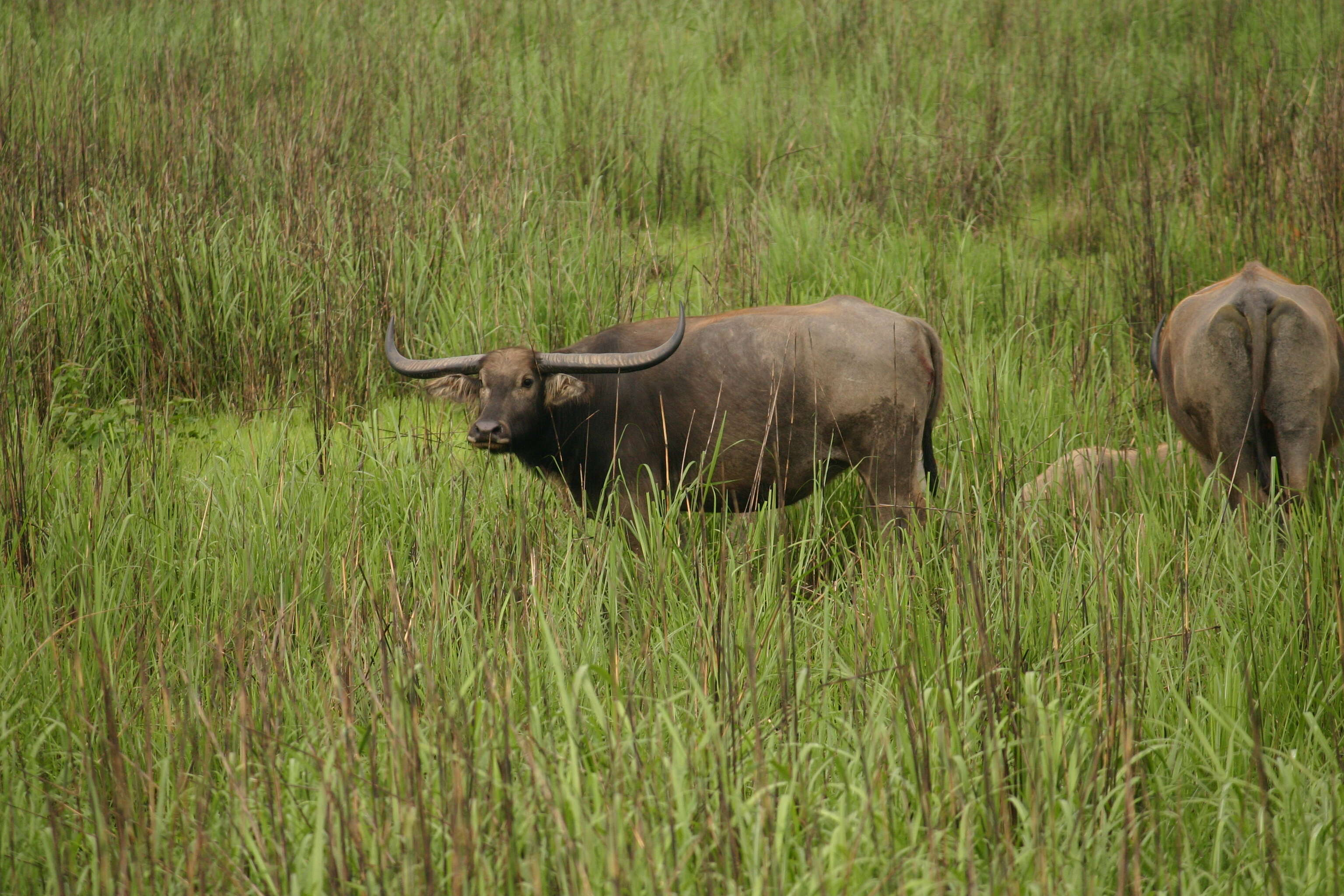 Image of Asian Buffalo