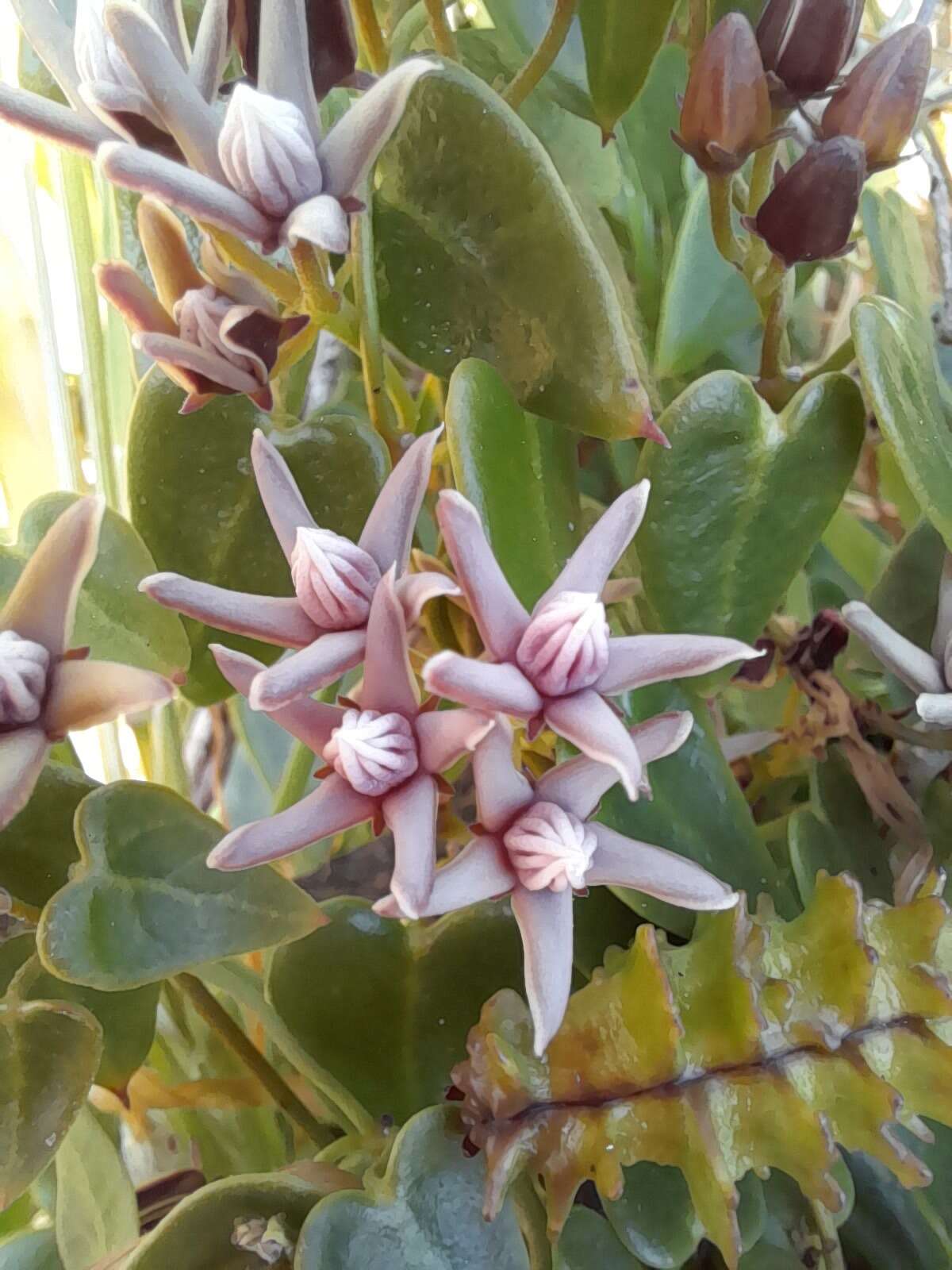 Image of Diplolepis boerhaviifolia (Hook. & Arn.) Liede & Rapini