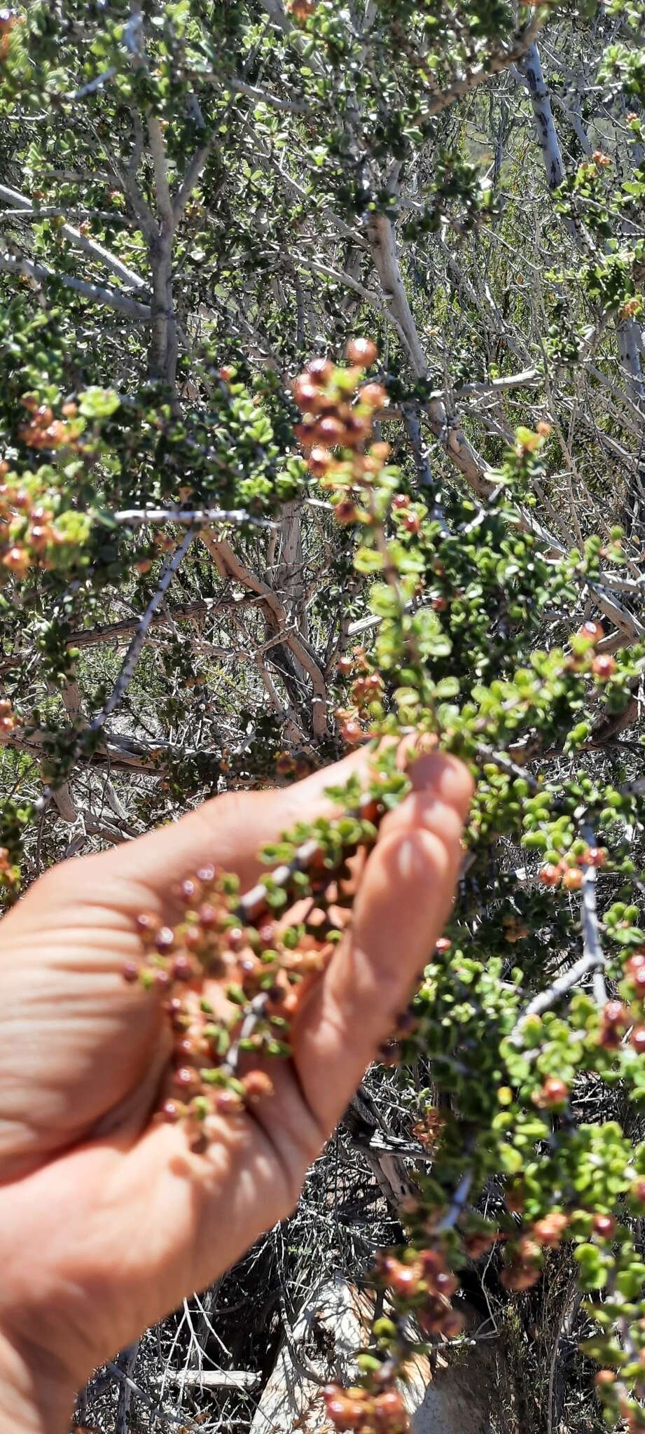 Image of Ceanothus bolensis S. Boyd & J. E. Keeley