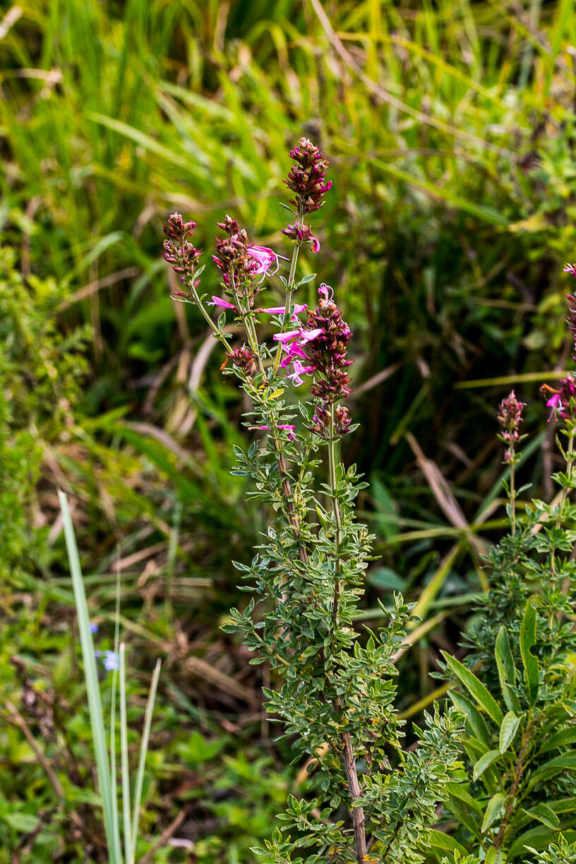 Image of Syncolostemon rotundifolius E. Mey. ex Benth.