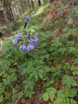 Cicerbita azurea (Ledeb.) Beauv. resmi