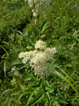 Plancia ëd Filipendula ulmaria (L.) Maxim.