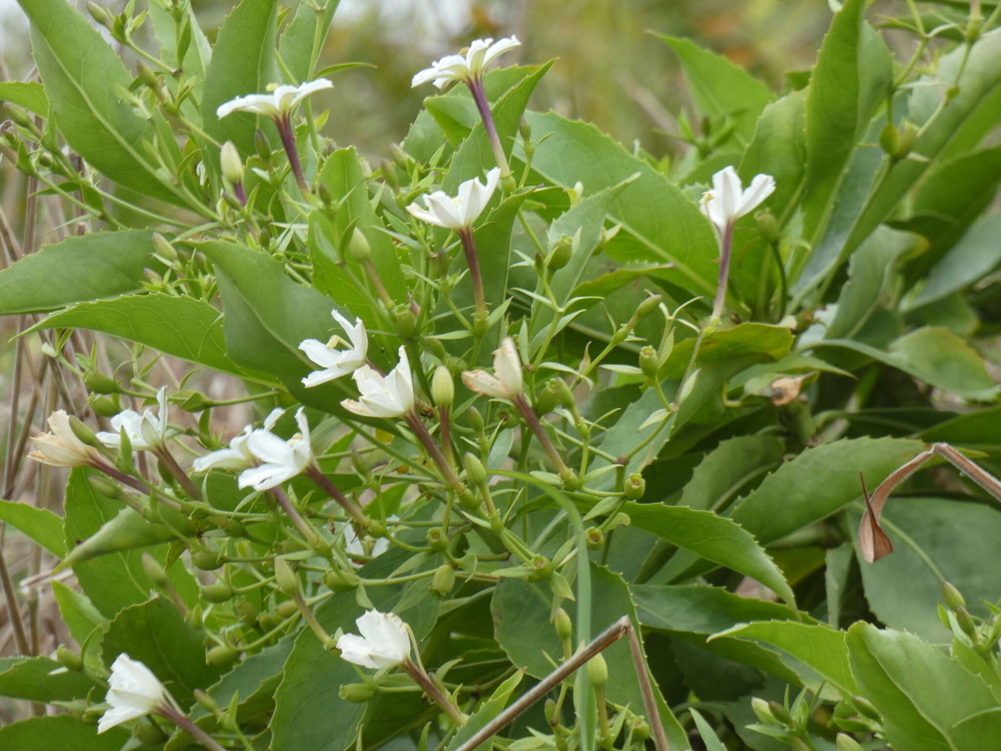 Imagem de Scaevola chamissoniana Gaud.