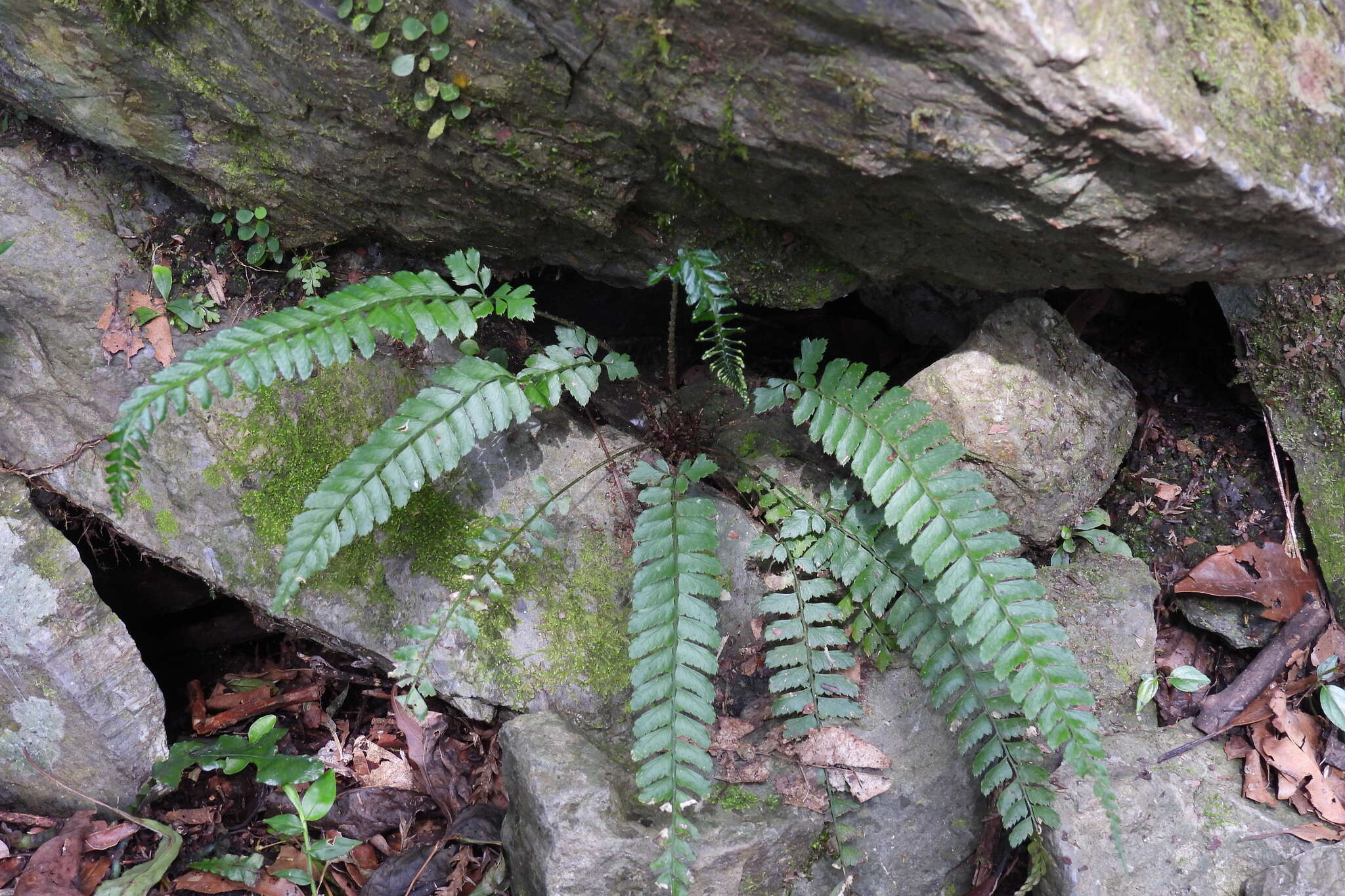 Plancia ëd Polystichum hancockii (Hance) Diels