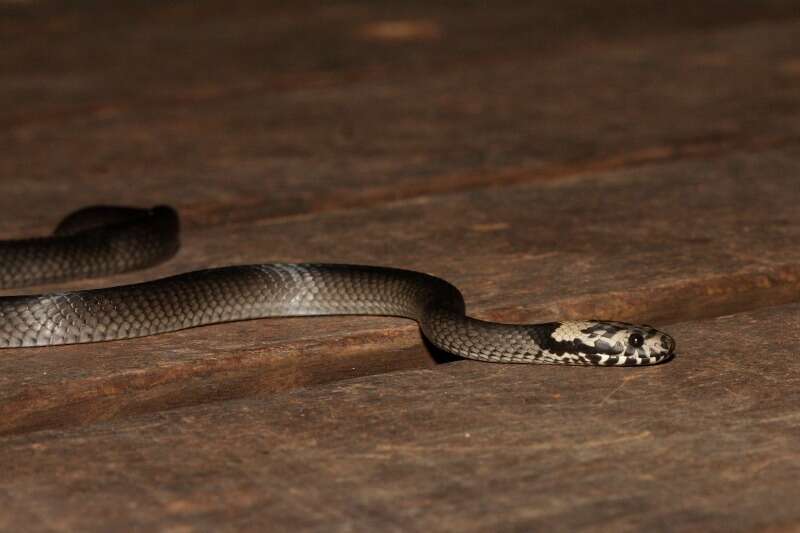 Image of Pale-headed Snake