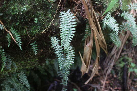 Image of Hymenasplenium adiantifrons (Hayata) Viane & S. Y. Dong