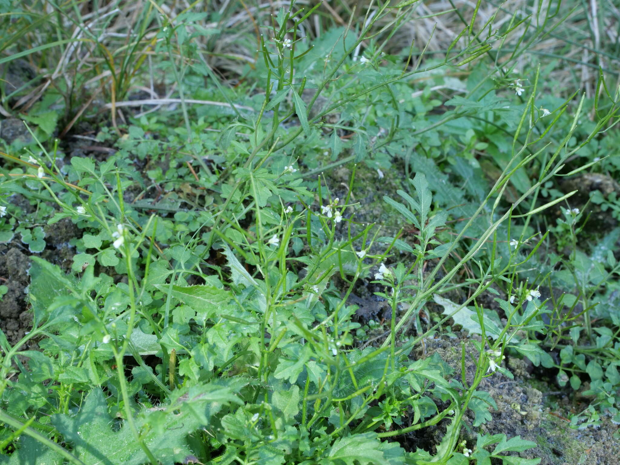 Image of wood bitter-cress, wavy bitter-cr.