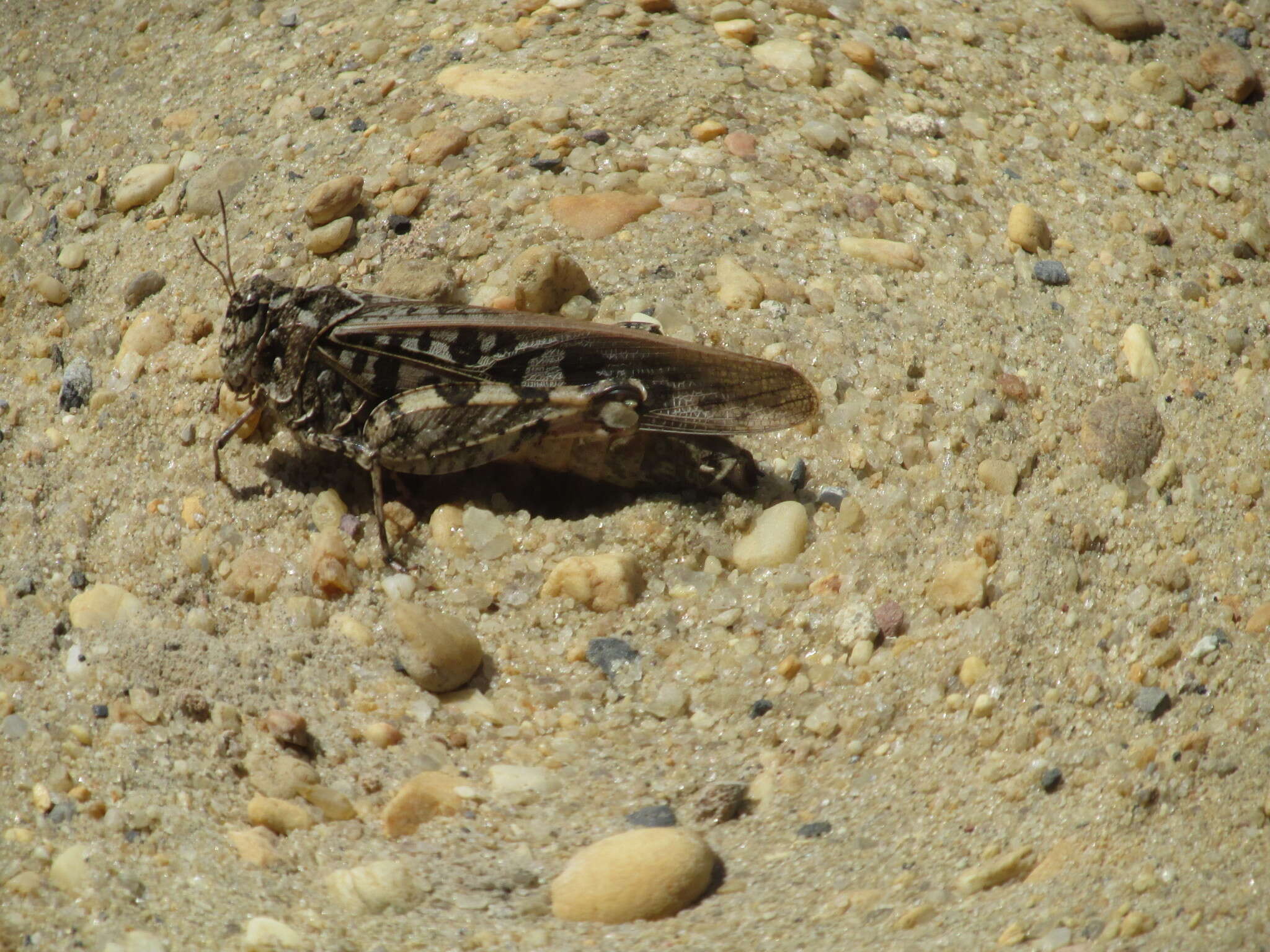 Слика од Pardalophora phoenicoptera (Burmeister & H. 1838)