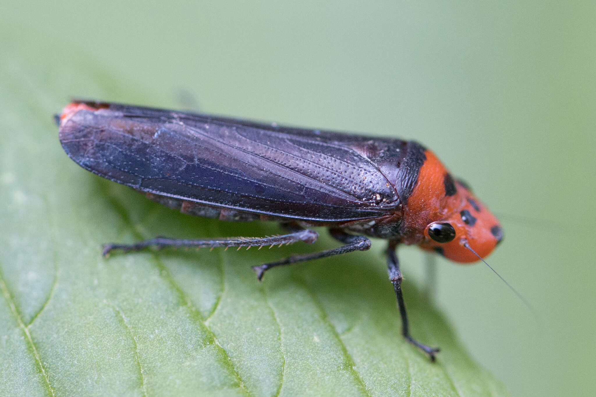 Image of Aulacizes quadripunctata (Germar 1821)