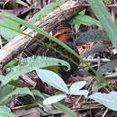 Image of Tawny-faced Quail