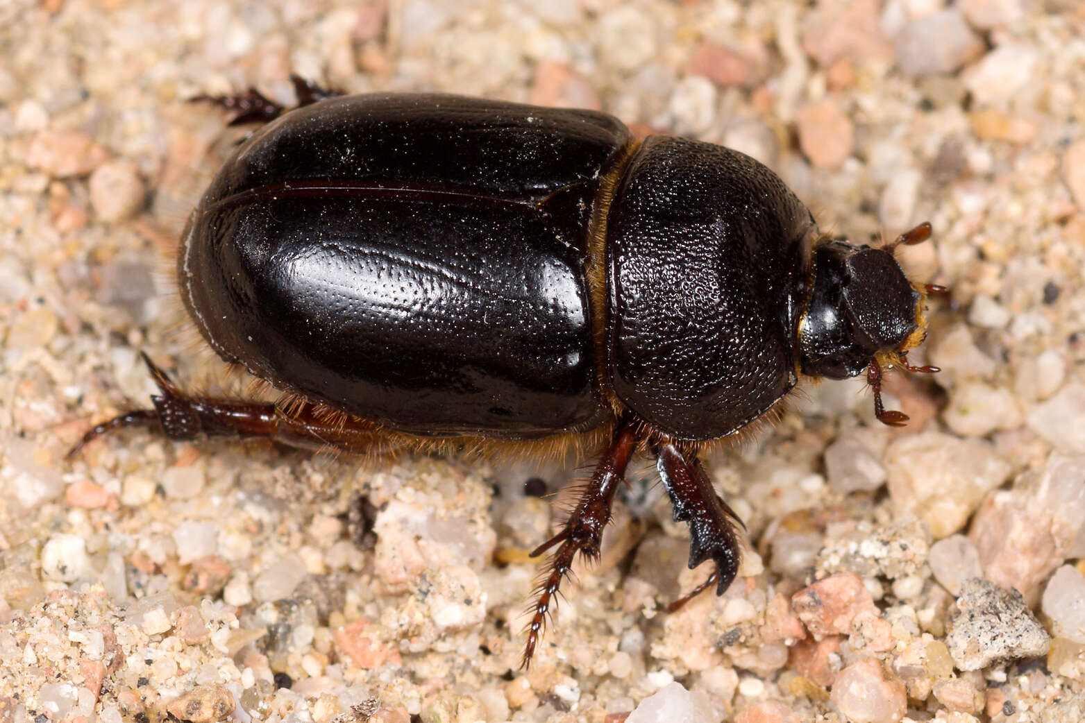 Слика од Temnorhynchus (Temnorhynchus) baal Reiche & Saulcy 1856