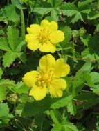 Image of creeping cinquefoil