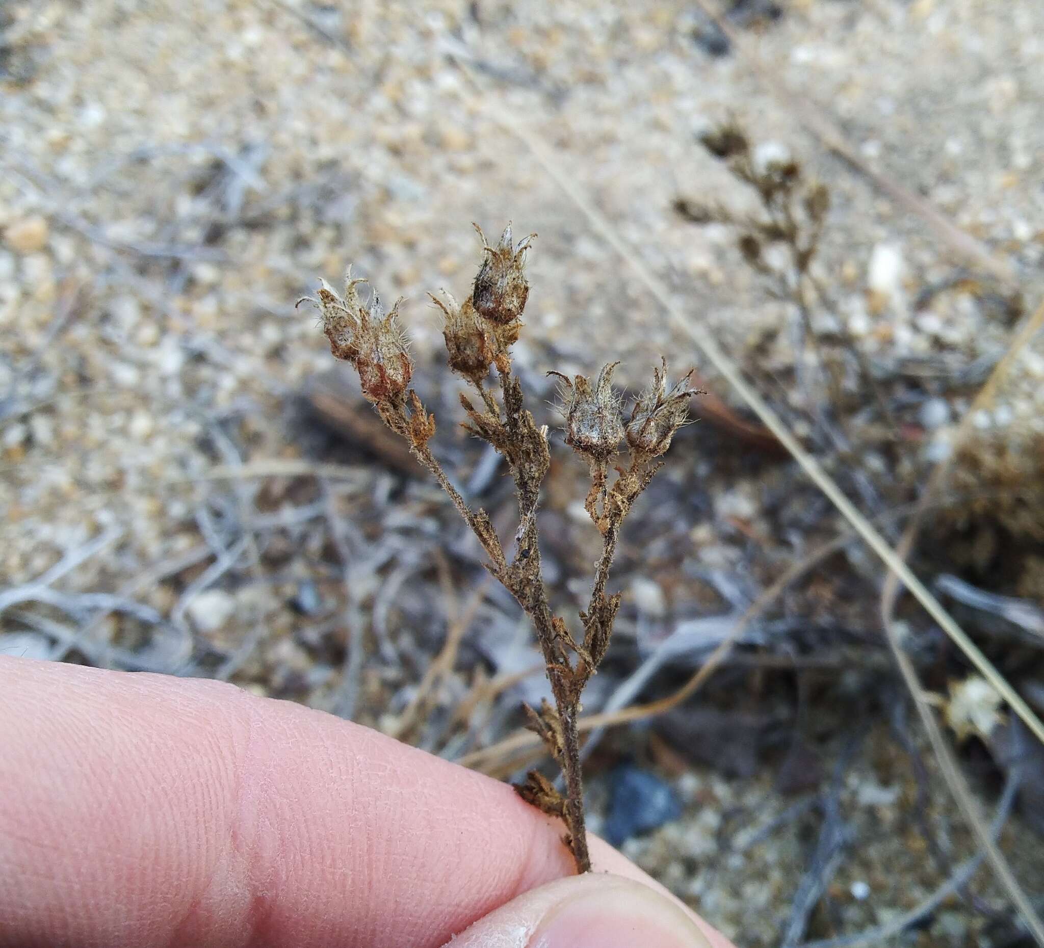 Imagem de Chamaerhodos grandiflora (Pall. ex Schult.) Bunge