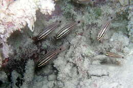 Image of Doederlein&#39;s Cardinalfish