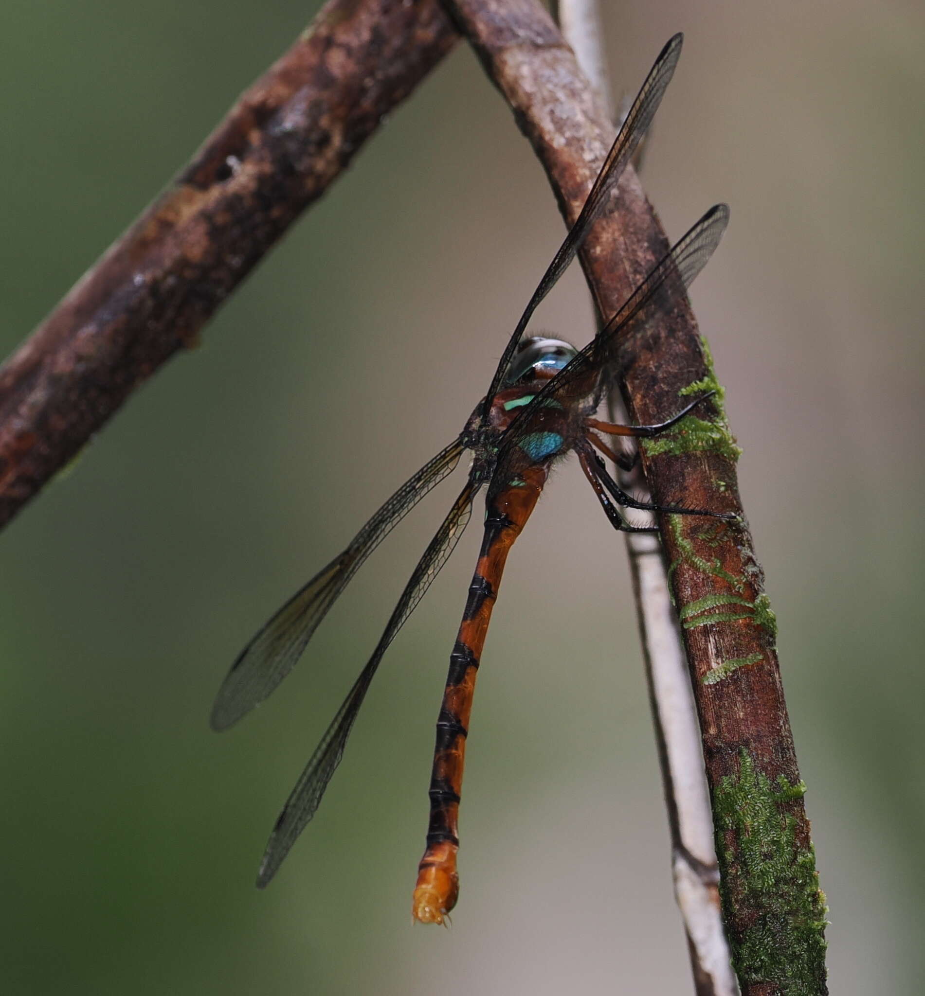 Image of Ochre-tipped Darner