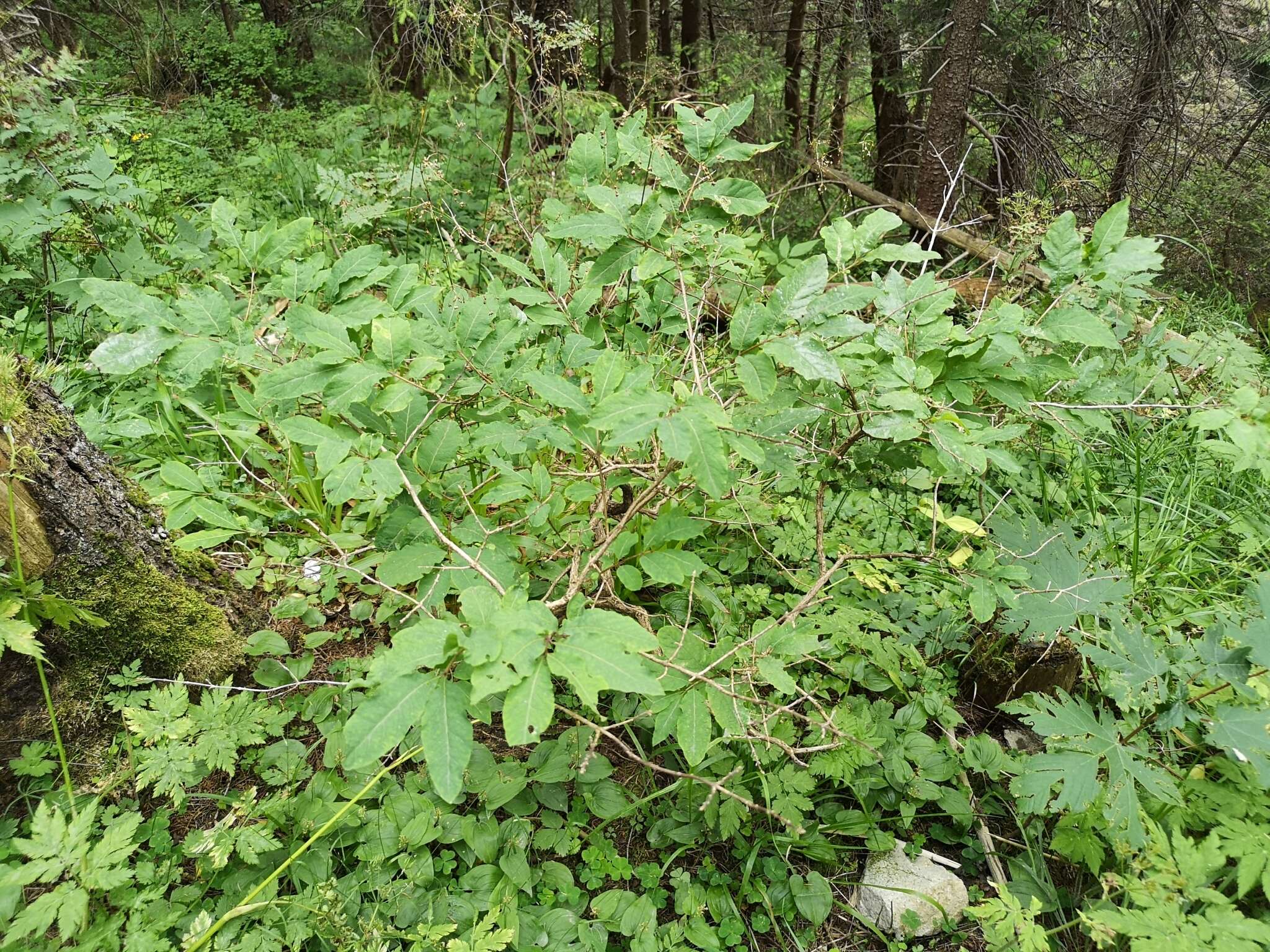 Lonicera nigra L. resmi