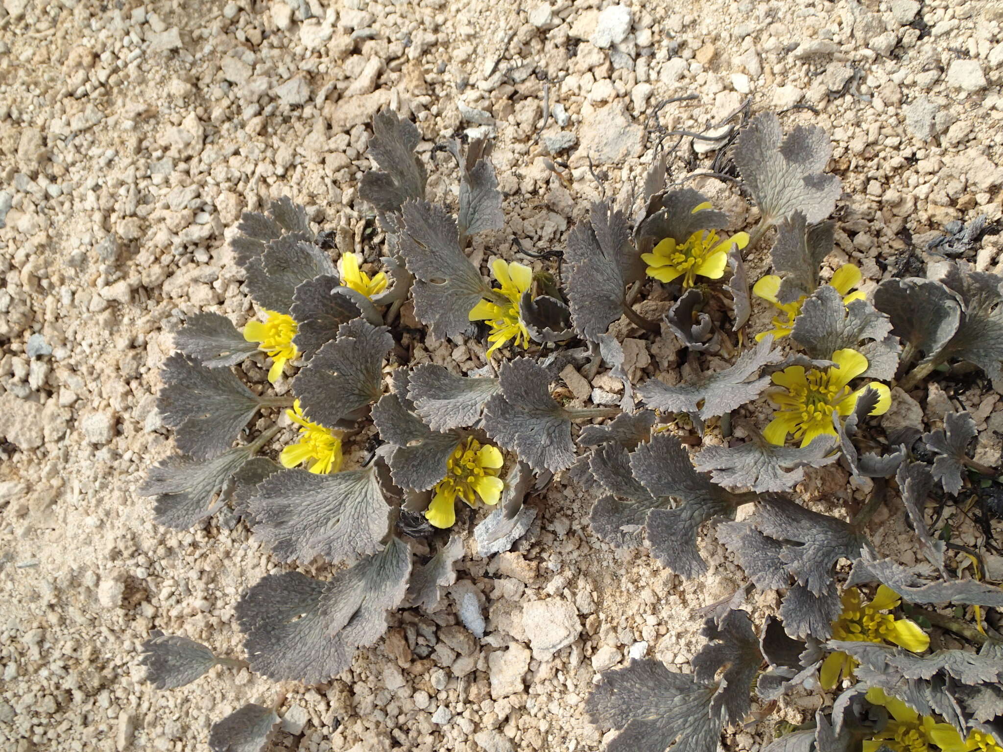 Image of Ranunculus paucifolius T. Kirk