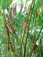 Imagem de Calathea lutea (Aubl.) E. Mey. ex Schult.