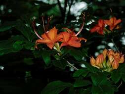 صورة Rhododendron cumberlandense E. L. Braun