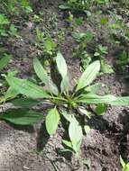 Image of Plantago depressa Willd.