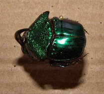 Imagem de Phanaeus (Phanaeus) borealis Olsoufieff 1924