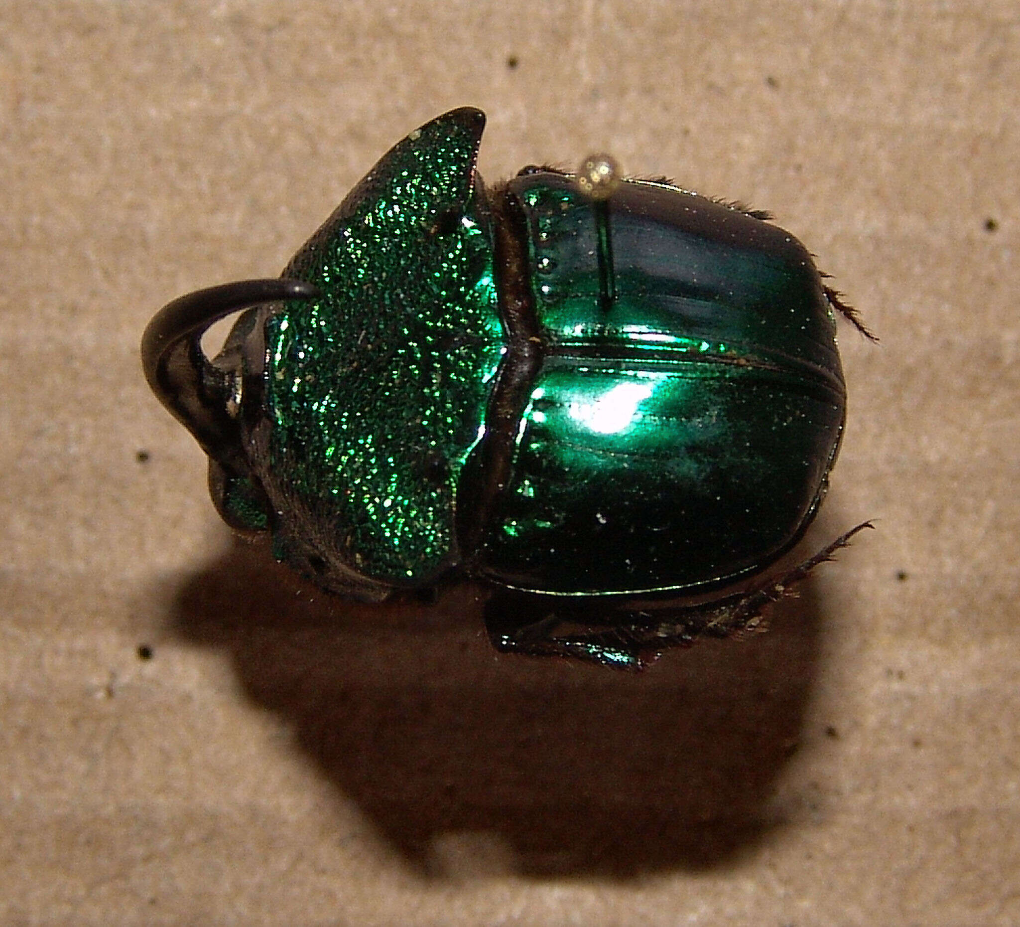 Слика од Phanaeus (Phanaeus) borealis Olsoufieff 1924