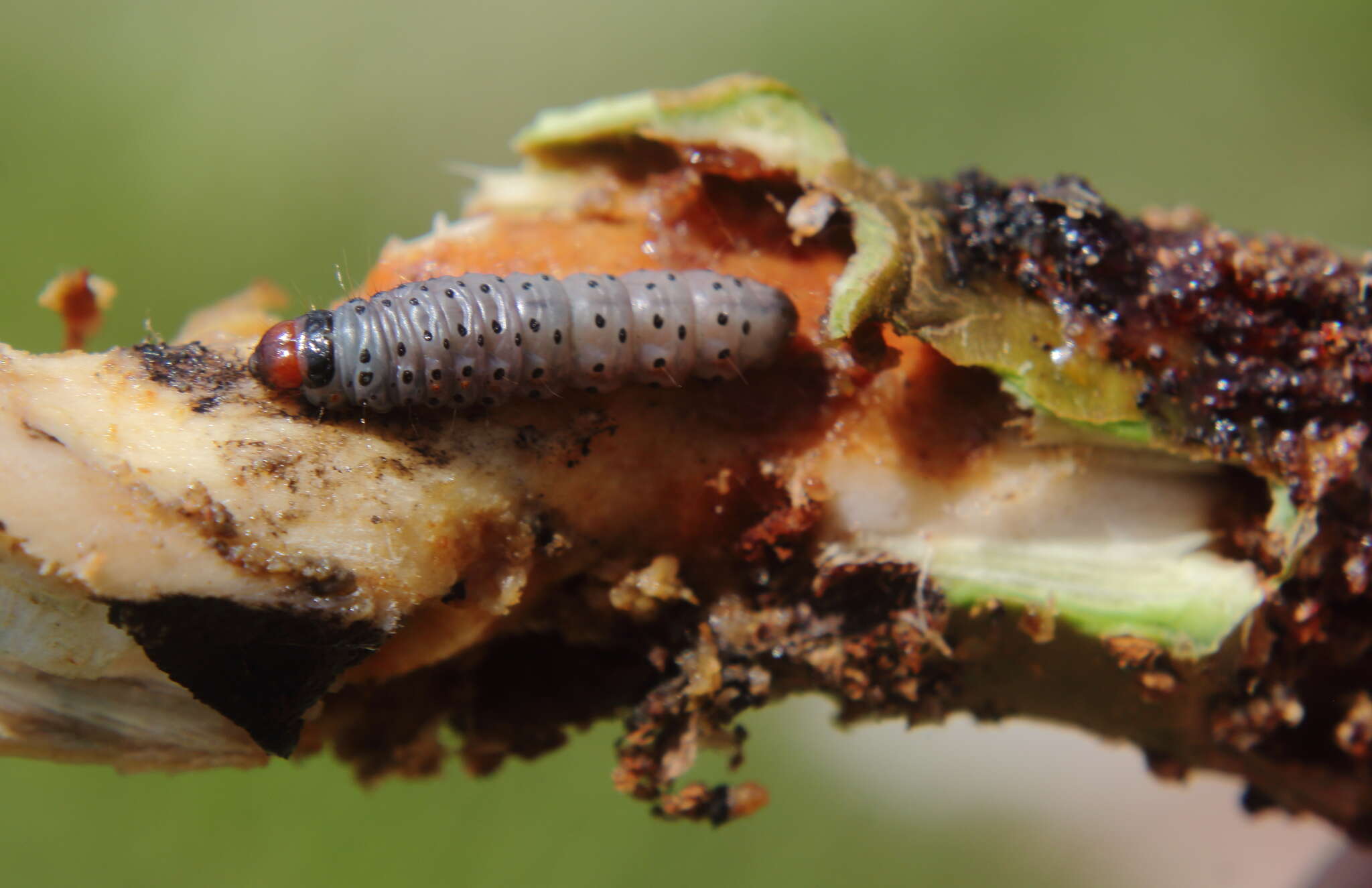 Image of Mahogany Shoot-borer