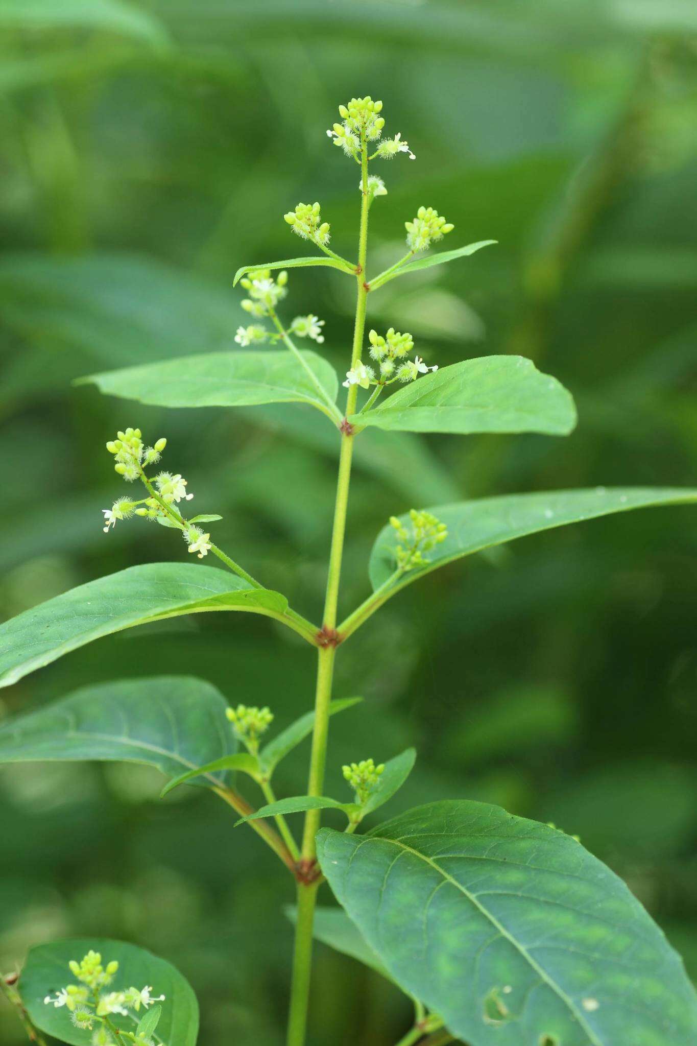 Image de Circaea mollis Sieb. & Zucc.