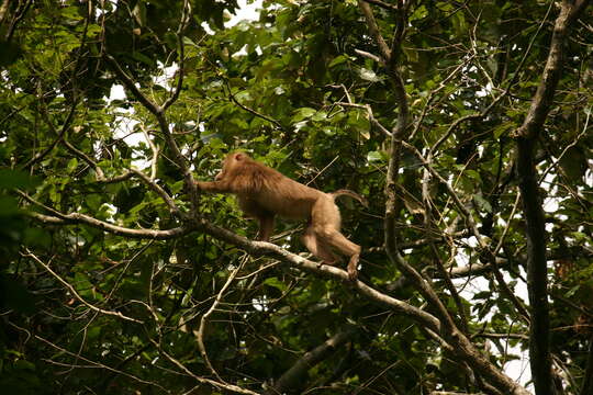 Imagem de Macaca leonina (Blyth 1863)