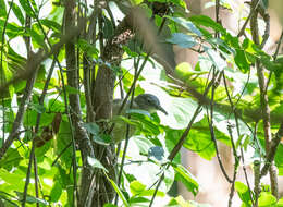 Image of Yellow-streaked Bulbul