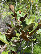 Image of Maxwellia lepidota Baill.