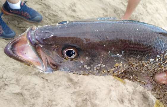 Image of Stripped weakfish